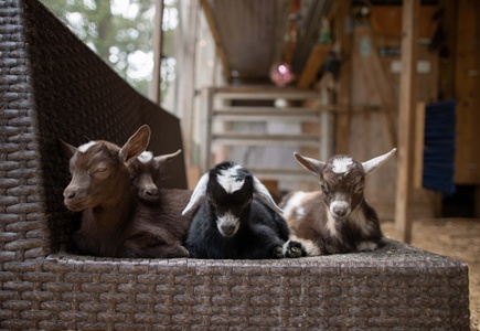 One Dwarf Goat Yoga Session - GGA Dwarf Goat Yoga