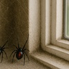 Image 6: Up to 77% Off on Pest Control Service - General at Ladybug Pest