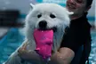 Doggy Induction Swim Session for Fun or Medical Reasons at K9 Swim MCR ( Up to 40%Off) - Image 3