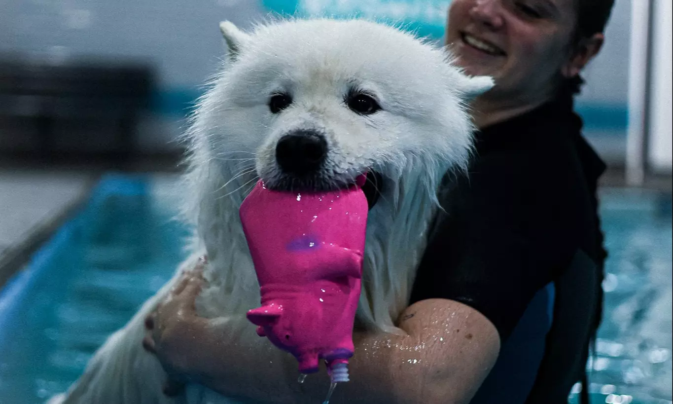 Doggy Fun Swim at K9 Swim