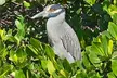 Explore Lush Florida Mangroves: Guided Kayak Eco Tour with Wildlife Learning in Tampa Bay - Second Medium