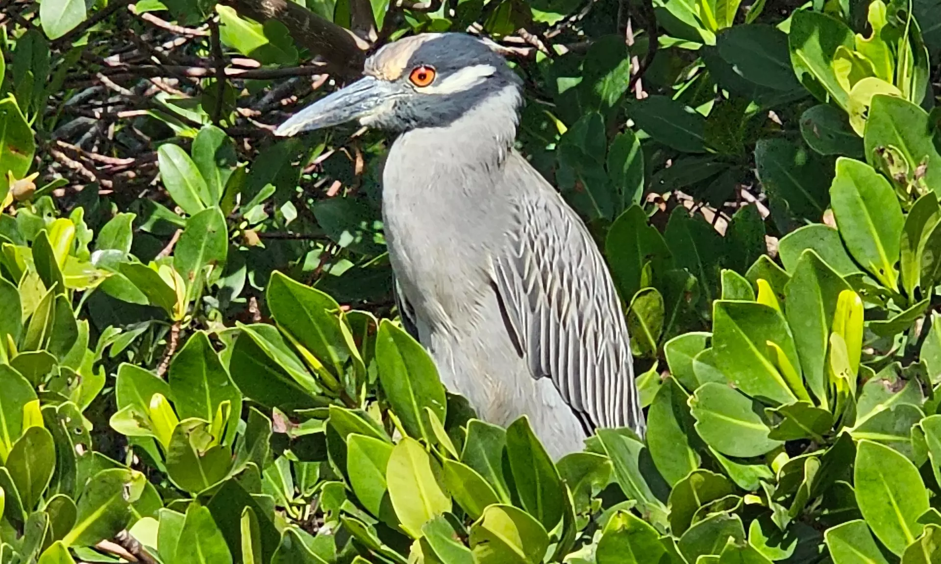 2-Hour Eco Kayak Tours for Solo Explorers, Couples & Groups