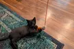 Up to 34% Off on Pet Sitter / Dog Walker at DSM Pet Care Club - Second Medium