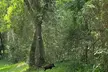 Swamp Eco Cruise & Walking Tour – 2-Hour Adventure for 1–6 People at Gulf Coast Eco Tour (Up to 20% Off) - Second Medium