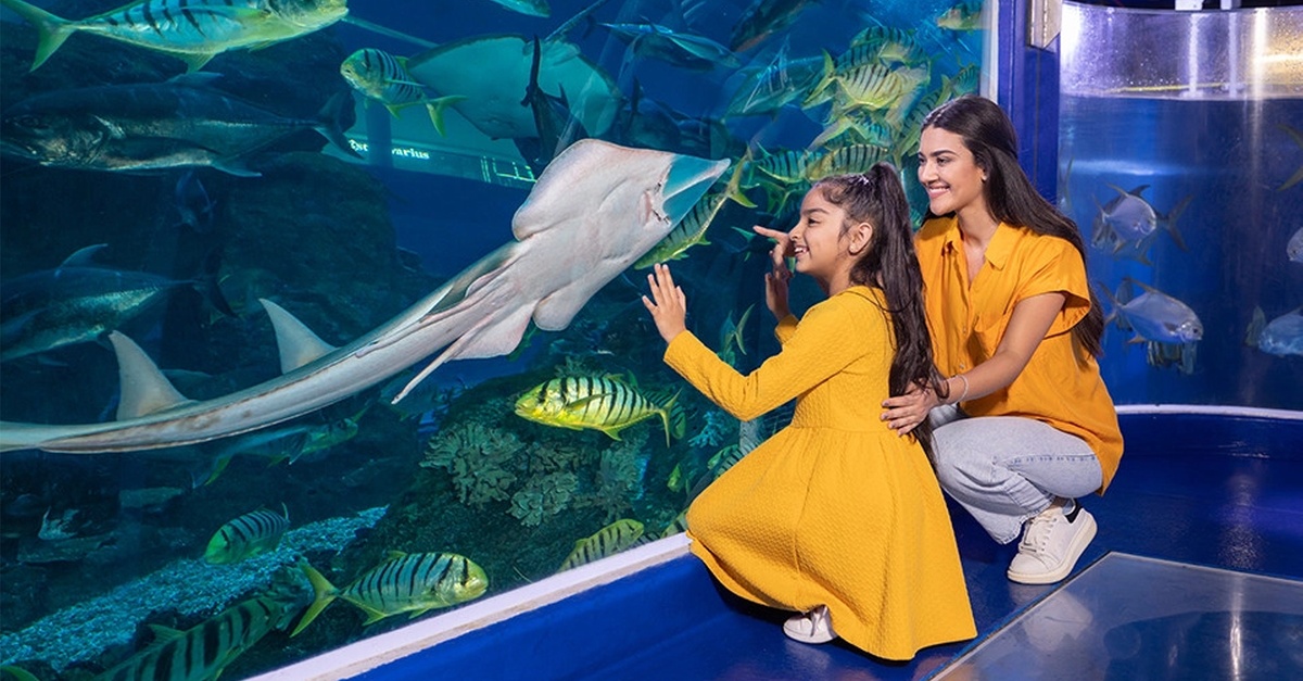 Double The Fun: Dubai Aquarium W Penguin Cove + Choice Of Attraction Double The Fun: Dubai Aquarium W Penguin Cove + Choice Of Attraction