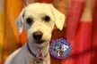 Full Grooming Package for X-Small, Small, Medium, Large or Extra-Large Dogs  (Up to 20% Off) - Second Medium