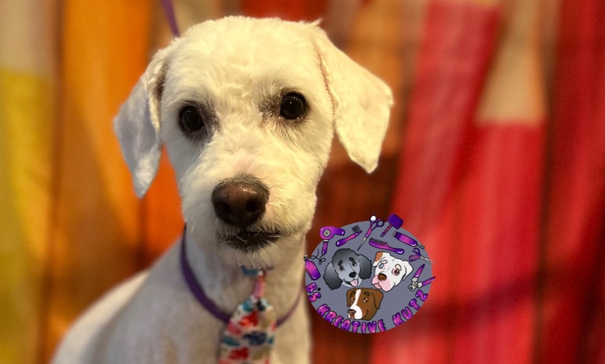 Image 3: Full Grooming Package: X-Small, Small, Medium, Large or X-Large Dogs