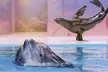 Double the Fun: Dubai Aquarium with Penguin Cove + Your Choice of Top Attraction - Image 7