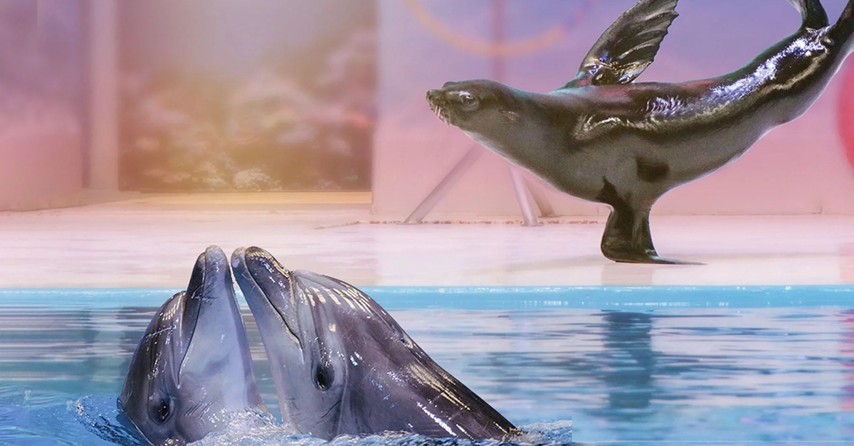 Double The Fun: Dubai Aquarium W Penguin Cove + Choice Of Attraction Double The Fun: Dubai Aquarium W Penguin Cove + Choice Of Attraction