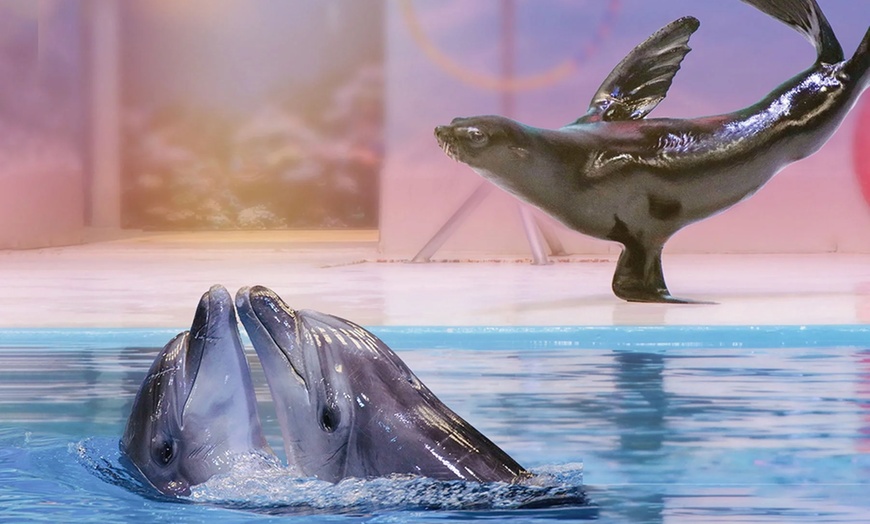 Image 7: Double the Fun: Dubai Aquarium w/ Penguin Cove + Choice of Attraction