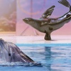 Image 7: Double the Fun: Dubai Aquarium w/ Penguin Cove + Choice of Attraction