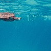 Image 8: Up to 40% Off Turtle Canyon Snorkel Sail – Waikiki Adventure