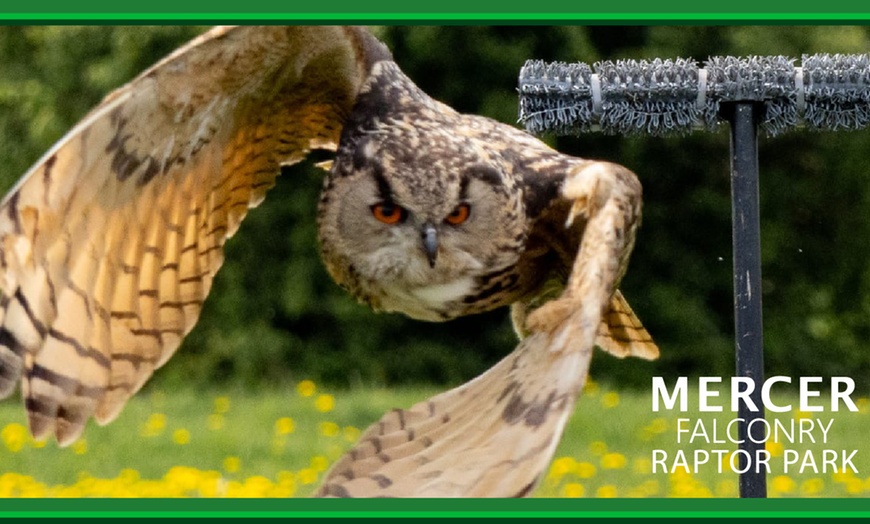 Image 10: Enjoy a 1/2 Hr Falconry Experience for all ages 4+ at Mercer Falconry