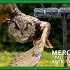 Image 10: Enjoy a 1/2 Hr Falconry Experience for all ages 4+ at Mercer Falconry