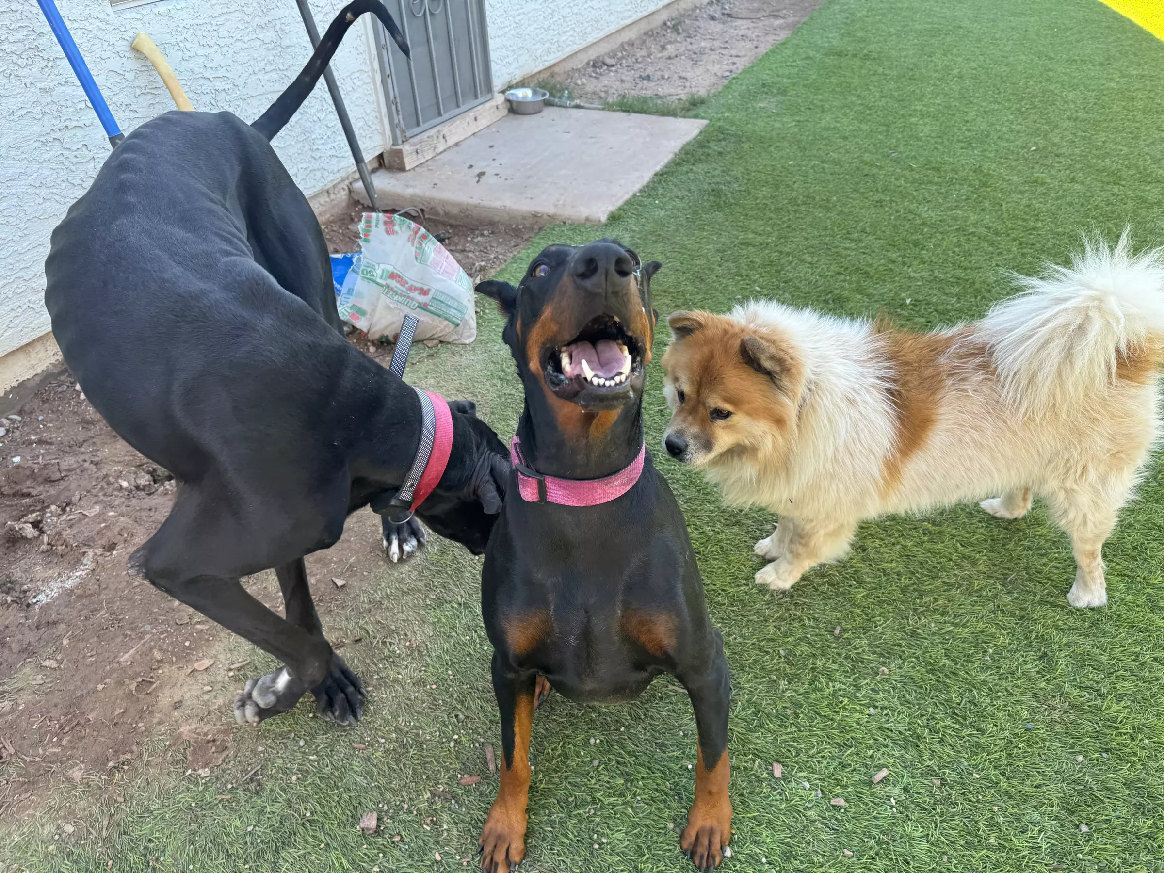 Choice of Pet Boarding or Daycare Service Packages