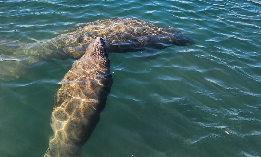 Image 5: Up to 29% Off Guided 3-Hour Tour in Crystal River, FL