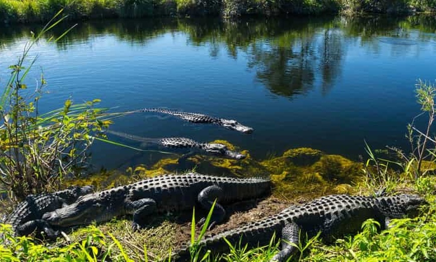Image 10: Up to $maximum_of_discount_percentage Off – Guided Miami City Tour