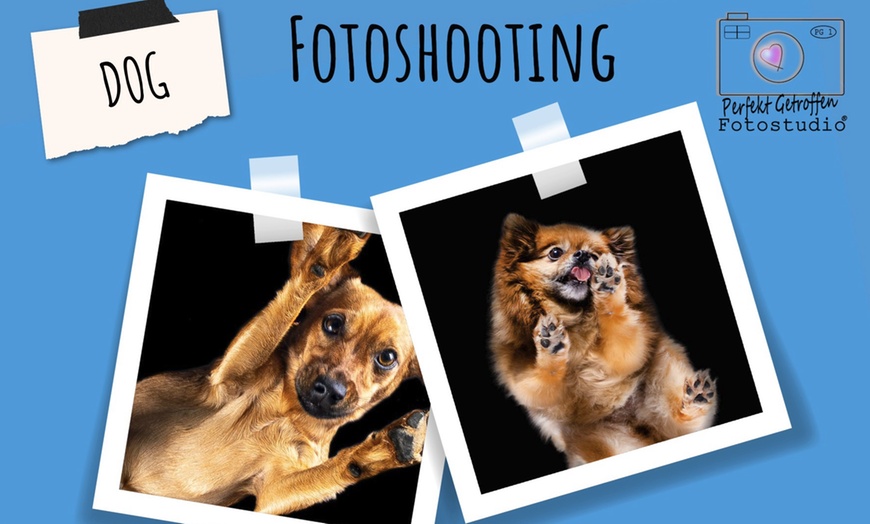 Image 1: "From Below Photo" - Fotoshooting für deinen Hund