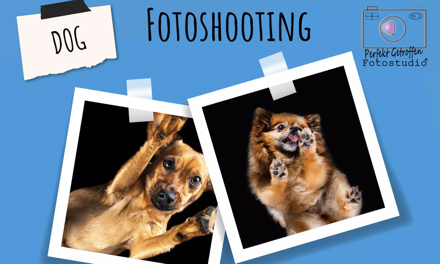 "From Below Photo" - Fotoshooting für deinen Hund