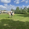 Image 14: Beginner Cowboy/Cowgirl Experience for Groups