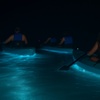 Image 1: BOGO Bioluminescent Kayaking & Guided Eco Tours at Cocoa Beach