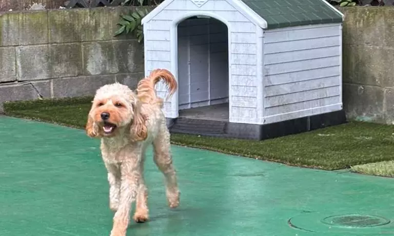 Three or Five Days of Doggy Daycare – Fun & Care for Your Pup