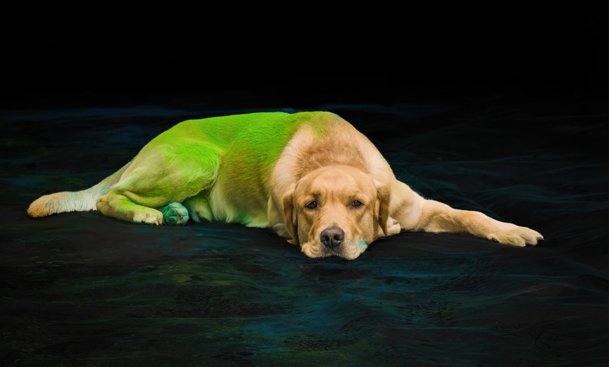 Image 5: 30 Min. Holi-Fotoshooting inkl. 3 - 5 Bilder