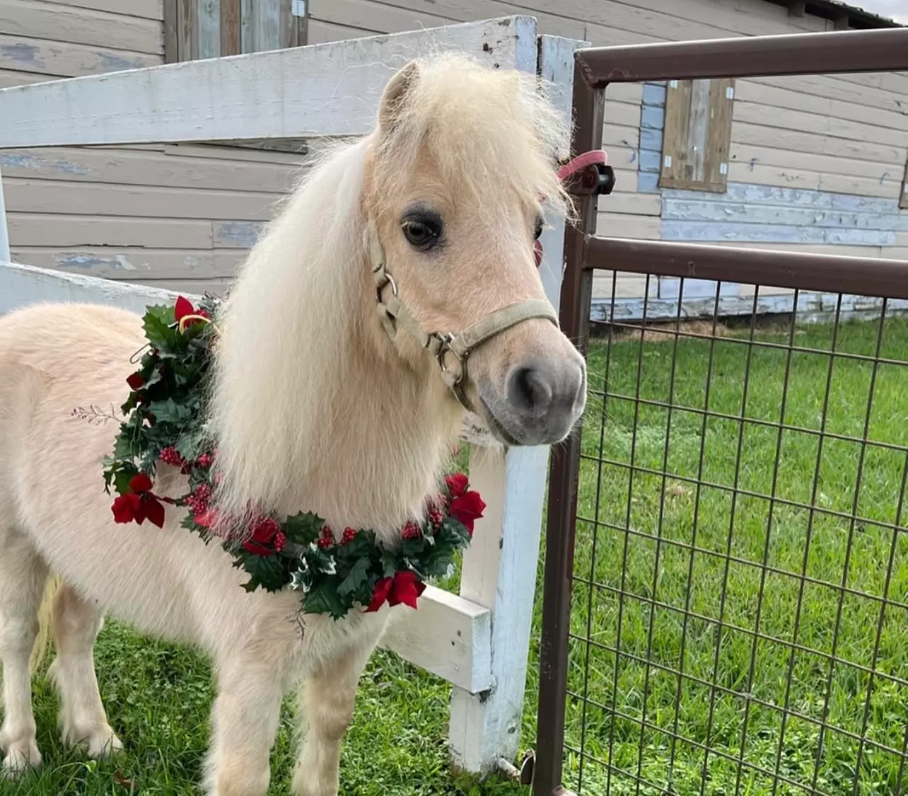 Western Equestrian Adventures & Lessons - South Houston