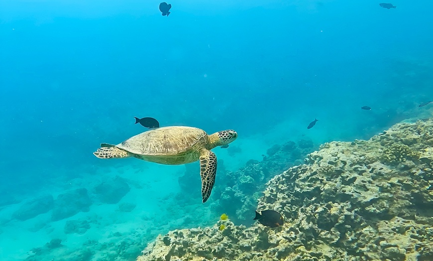 Image 3: Up to 40% Off Turtle Canyon Snorkel Sail – Waikiki Adventure