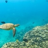Image 3: Up to 40% Off Turtle Canyon Snorkel Sail – Waikiki Adventure