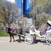Image 4: Central Park Horse Carriage Tour – NYC