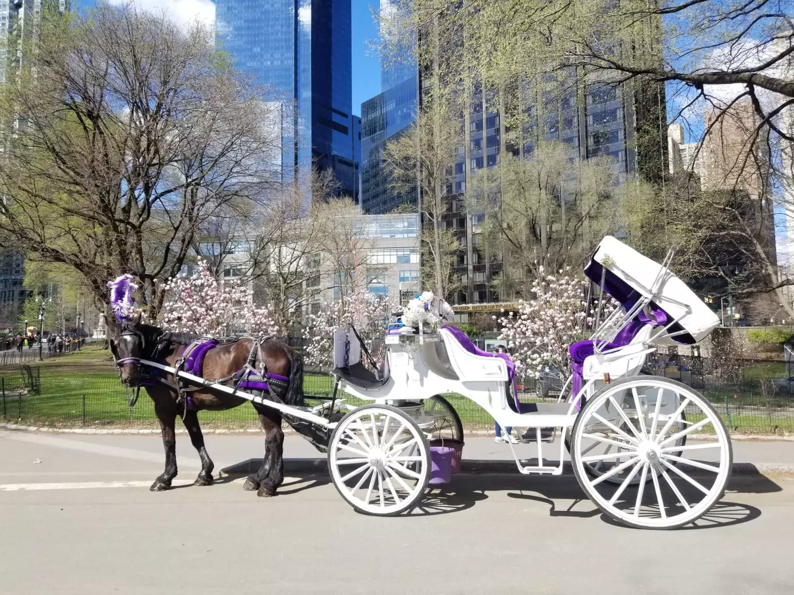 Discover NYC Fancy Rides' enchanting 45-minute Central Park horse carriage tour, offering up to 24% off for a nostalgic journey.