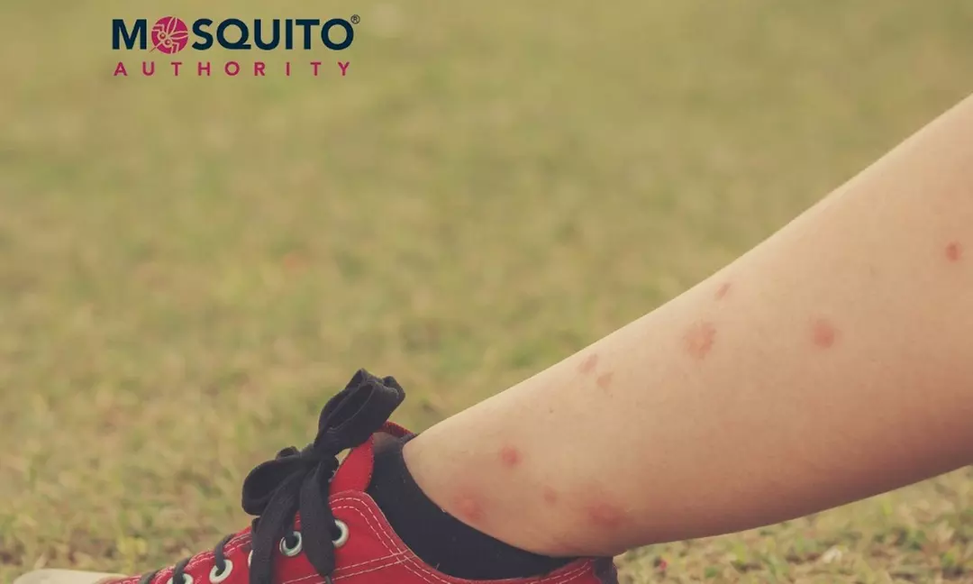 Mosquito Treatment for Your Yard: Effective Pest Control Solutions