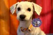 Full Grooming Package for X-Small, Small, Medium, Large or Extra-Large Dogs  (Up to 20% Off) - Second Medium