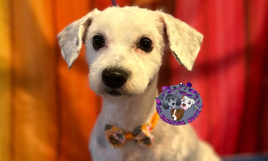 Image 2: Full Grooming Package: X-Small, Small, Medium, Large or X-Large Dogs
