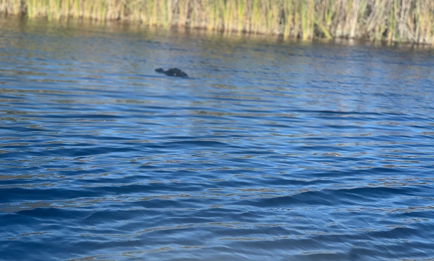 Image 4: Everglades Gator Watching Boat Tours – Day & Night Adventures
