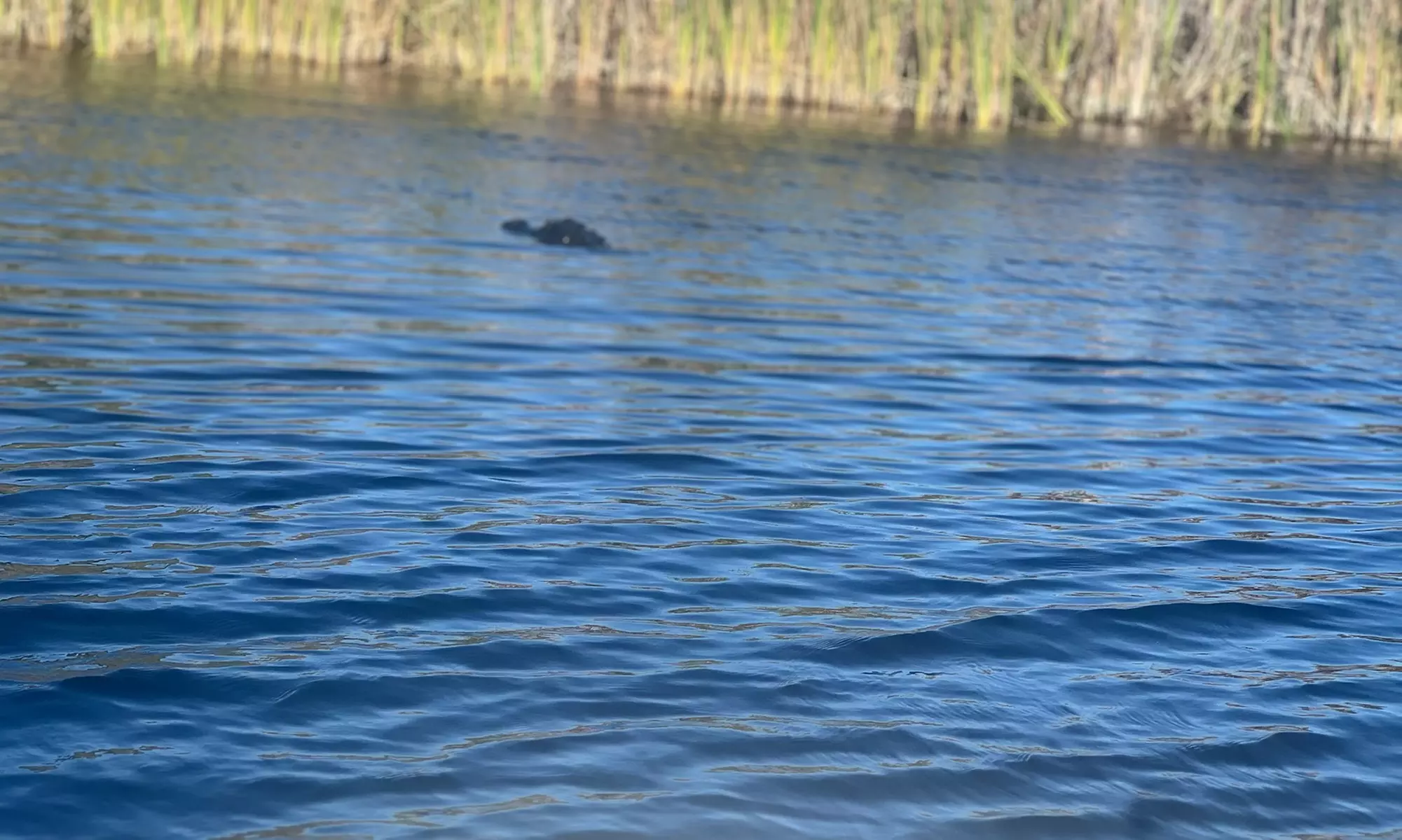 Everglades Gator Watching Boat Tours – Day & Night Adventures