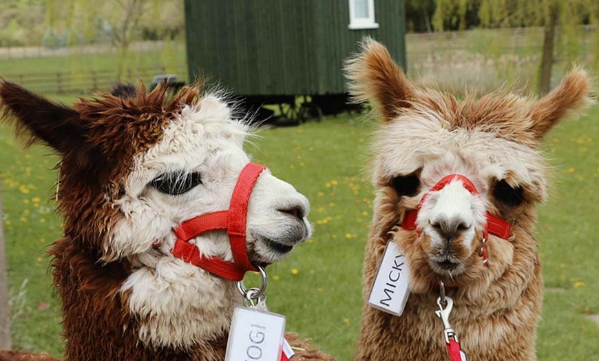 Image 1: 90 minute Alpaca walk for up to four people at Oakmere Alpacas