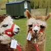 Image 1: 90 minute Alpaca walk for up to four people at Oakmere Alpacas