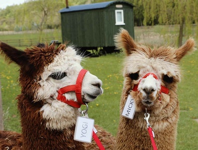 For One: 90 minute Alpaca Walk with Refreshments - Oakmere Alpacas