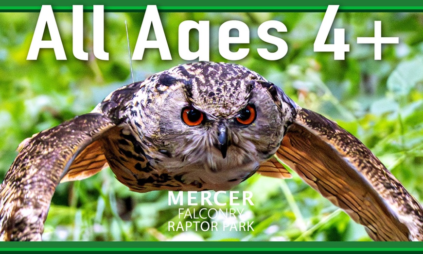 Image 3: Enjoy a 1/2 Hr Falconry Experience for all ages 4+ at Mercer Falconry
