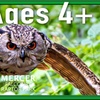 Image 3: Enjoy a 1/2 Hr Falconry Experience for all ages 4+ at Mercer Falconry