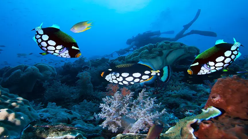 Up to 50% Off on  at Orca Diving Center (Fujairah)