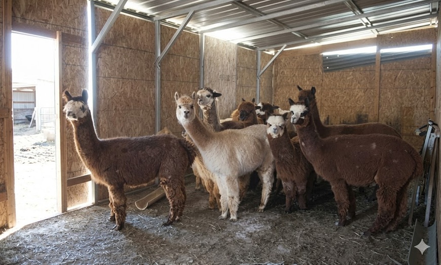 Image 6: Hands-On Ranch Tour with Alpacas & Farm Animals, CO
