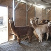 Image 6: Hands-On Ranch Tour with Alpacas & Farm Animals, CO