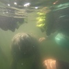 Image 7: Dive into Adventure: Manatee Snorkeling Tour or Adventure Group Tour