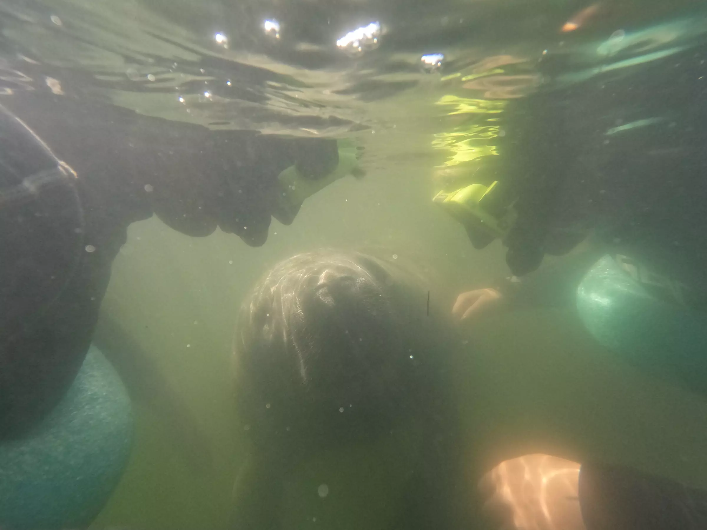 Dive into Adventure: Manatee Snorkeling Tour or Adventure Group Tour