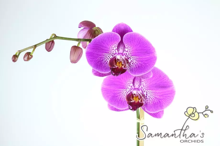 Up to 33% Off on Floral Arrangement Services at Samanthas Orchids - Primary Image