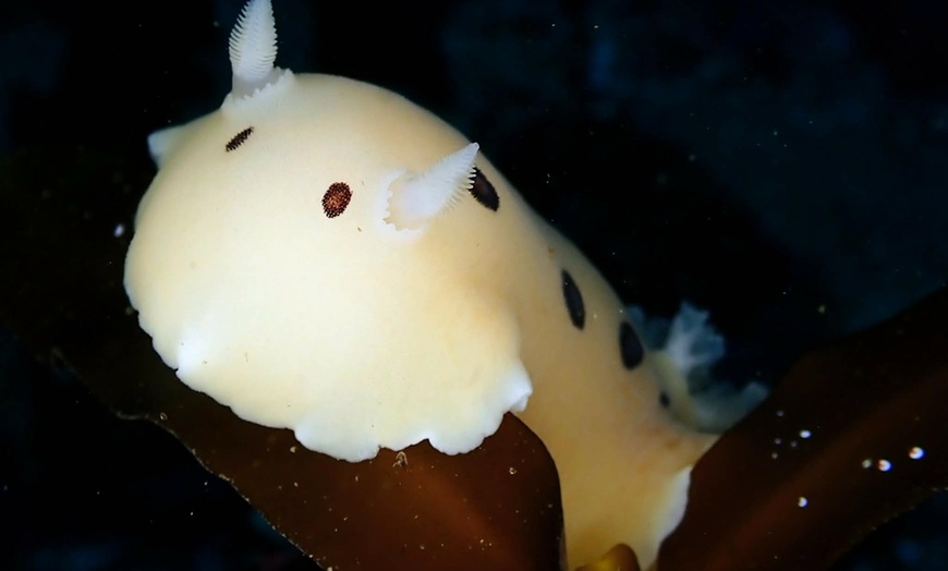 Image 9: Explore Monterey Bay Habitats With Guided Scuba Tours