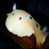 Image 9: Explore Monterey Bay Habitats With Guided Scuba Tours